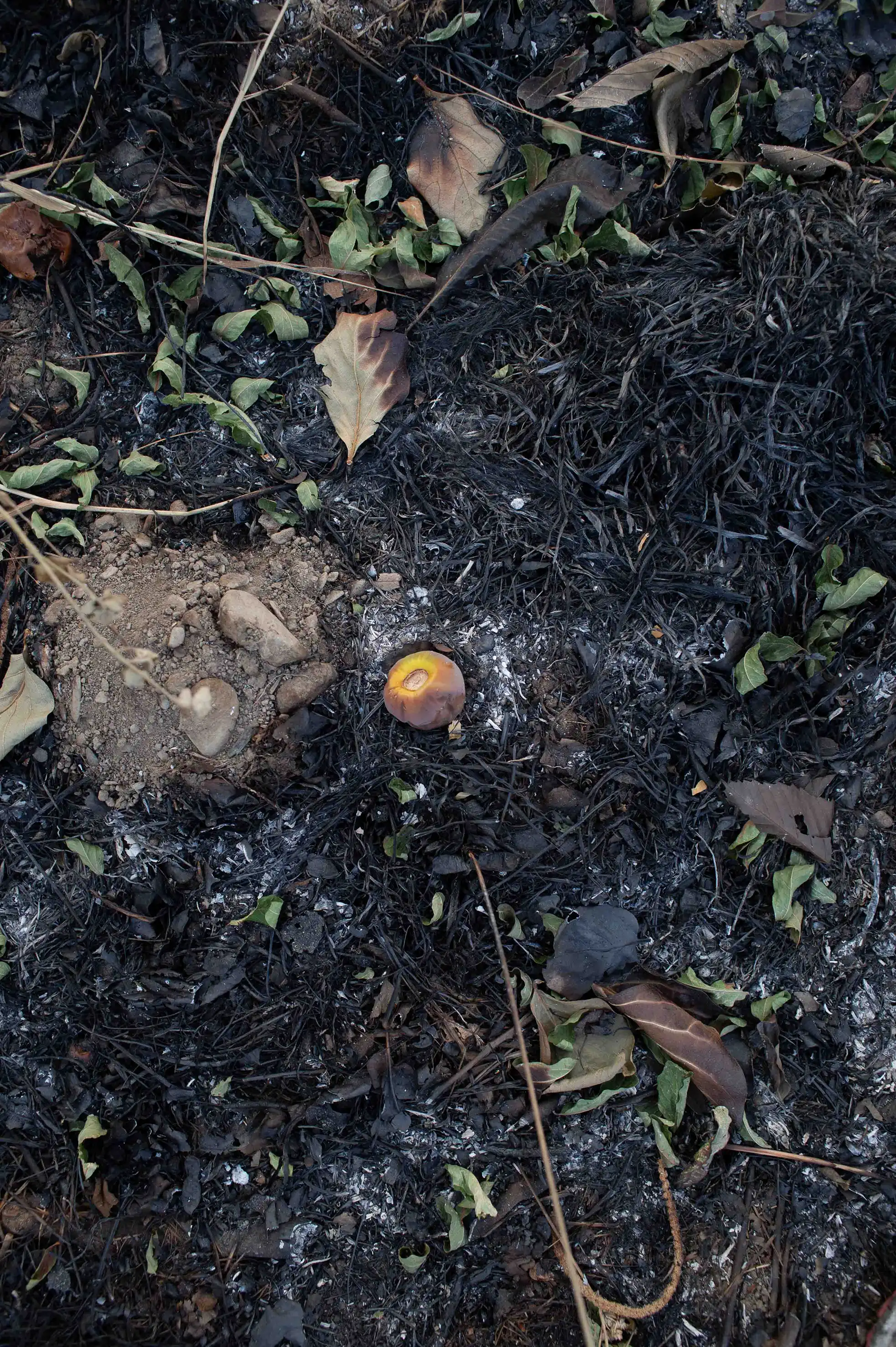 Le fruit du feu